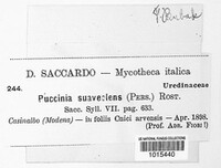 Puccinia punctiformis image